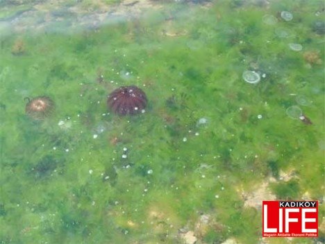 [deniz+anası+armutlu+sahili.jpg]