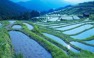 Rice Paddy Mie Prefecture Japan Wallpaper