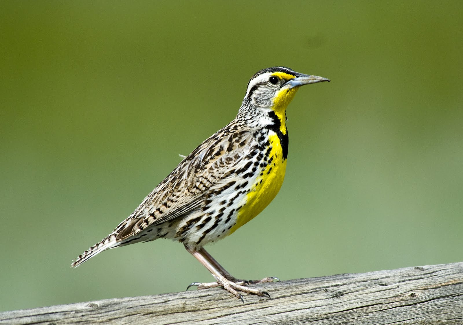 BirdManBob: July 2010