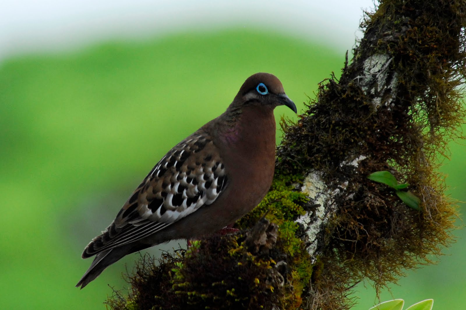 BirdManBob: Land Birds of the Galapagos