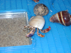 Emma's Hermit Crabs