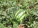 Water Melon Growing