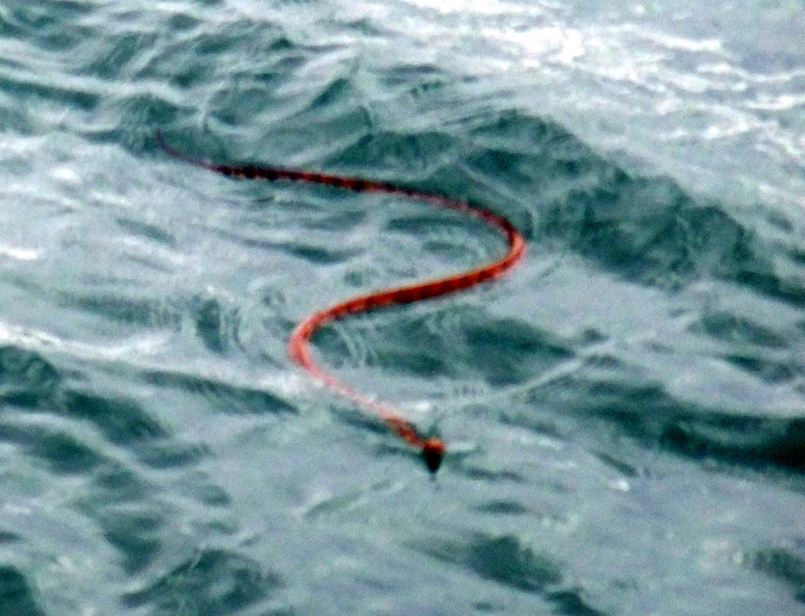 As dat Crow flies SNAKES ON BOATS