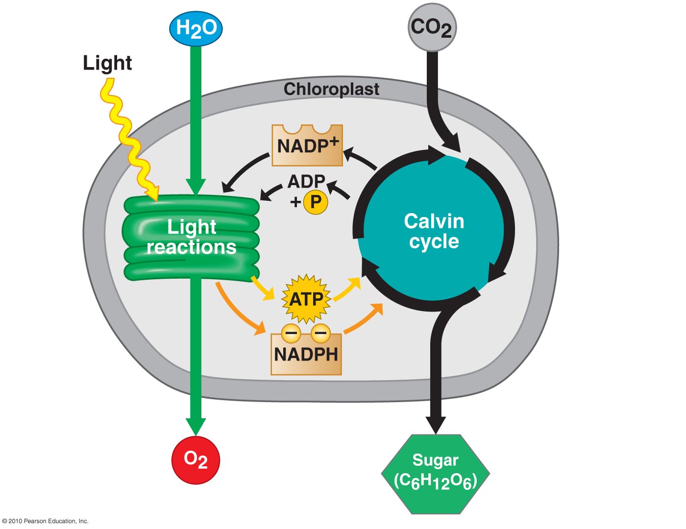 OLearyBio: Photosythesis