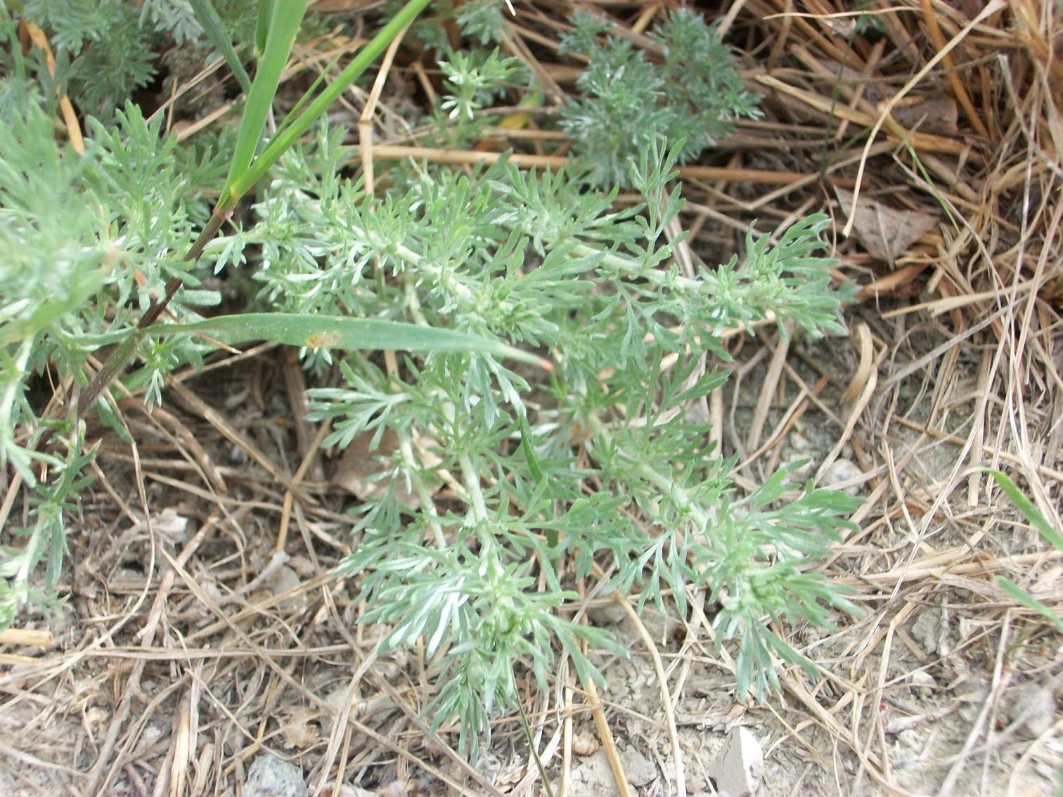 Berry Blue Toes: Wild Harvesting - Wormwood