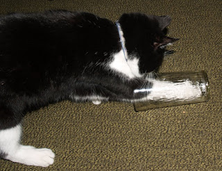 Petite Science Fair Project: Cat Paw Preference