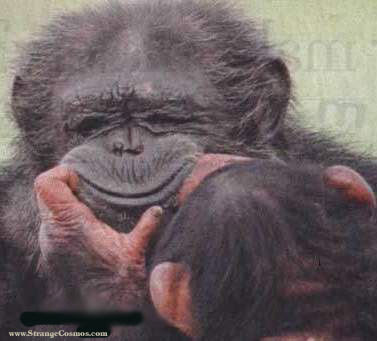 http://4.bp.blogspot.com/_AKLQ1XuT_nU/ST6TwKcjAvI/AAAAAAAAAUM/kfJiKsOn-sc/s400/monkey+smile.jpg