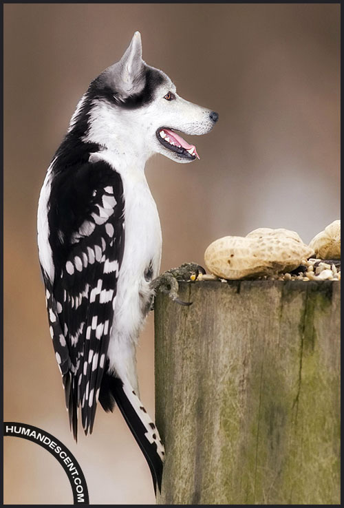 animal-manipulation-21.jpg