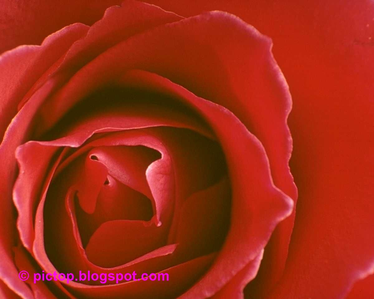 عکسینه دسته گل های زیبا