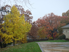 Fall View Side Yard