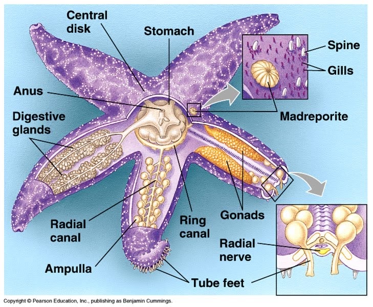 Marine Biology Project: Sea Star- Important Organism Facts