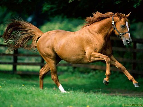 cavalo-2.jpg