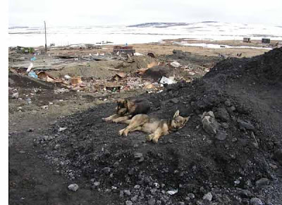 фотографии прииска Восточный 2008-собаки загарают на угле
