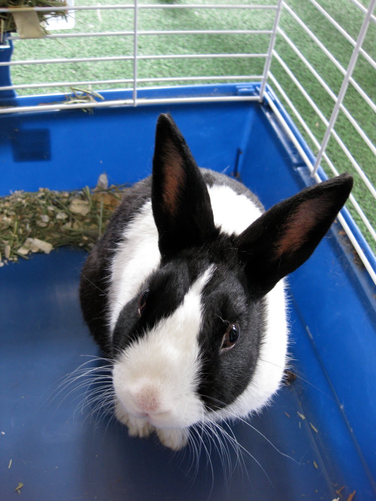 Domestic Iron Kettle Farm