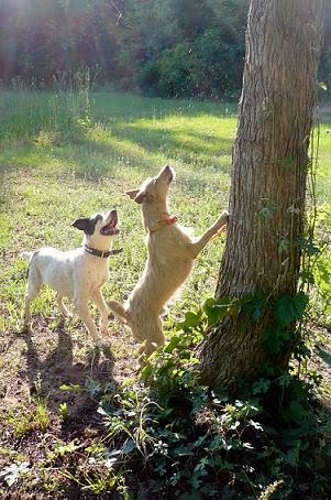 Westbrook Hunting with Dogs: Mountain Feist on flying squirrel