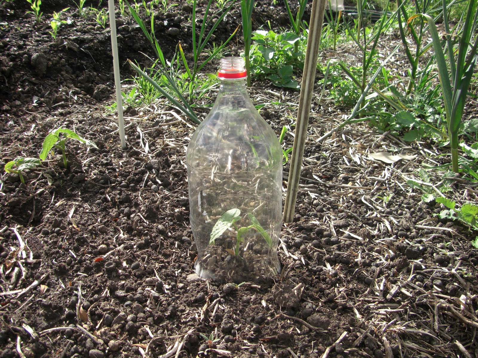 The Wise Farmer The 'Coke' Bottle Green House