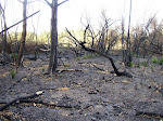 Incendios forestales en la Confluencia