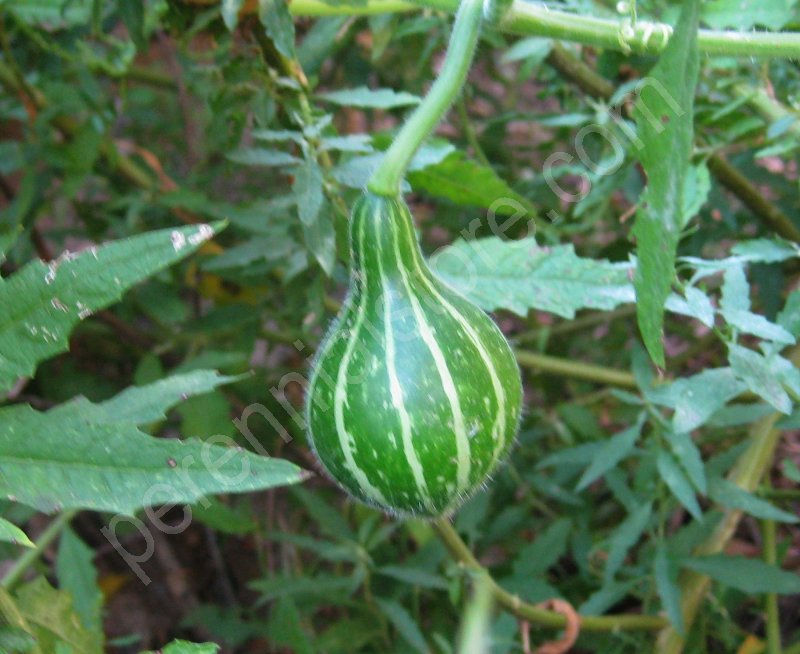 Perennial Plants Bulbs Seeds Texas Wild Gourd Seeds