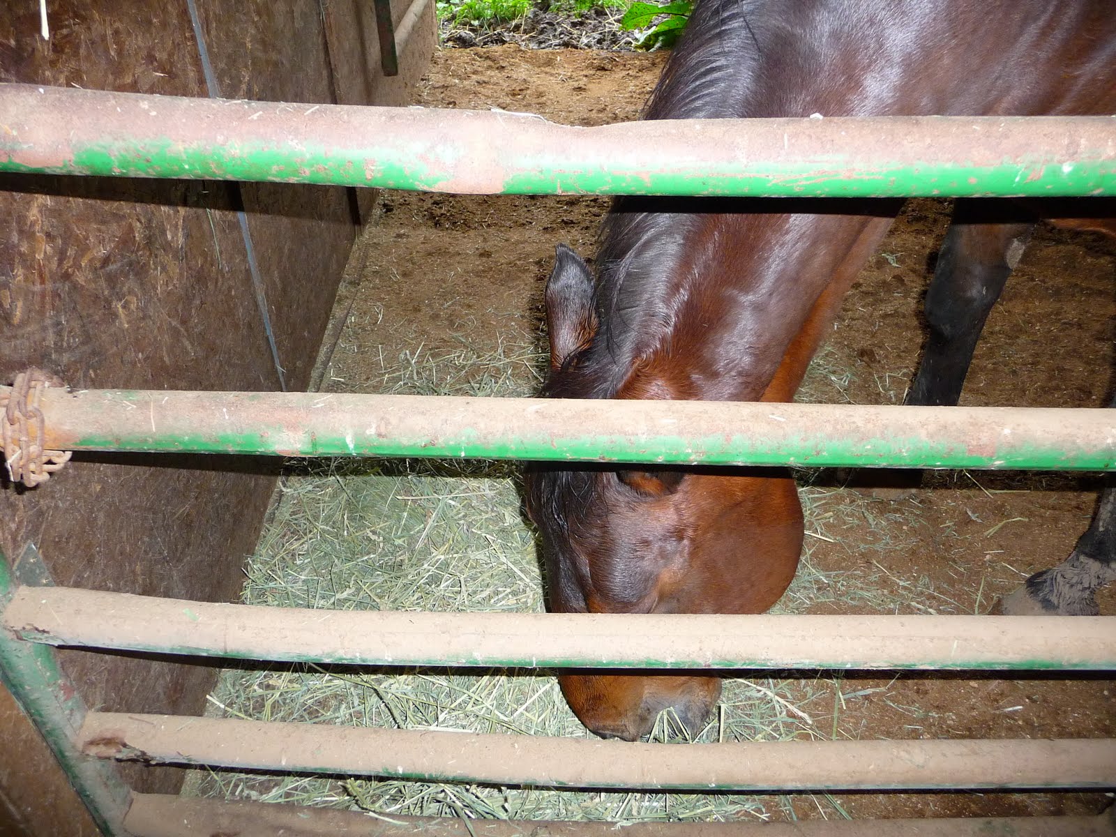 There is a Horse In My Bubblebath Noah's Ark....Horses with flippers