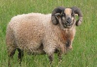 Rams, Ewes and Lambs for Sale