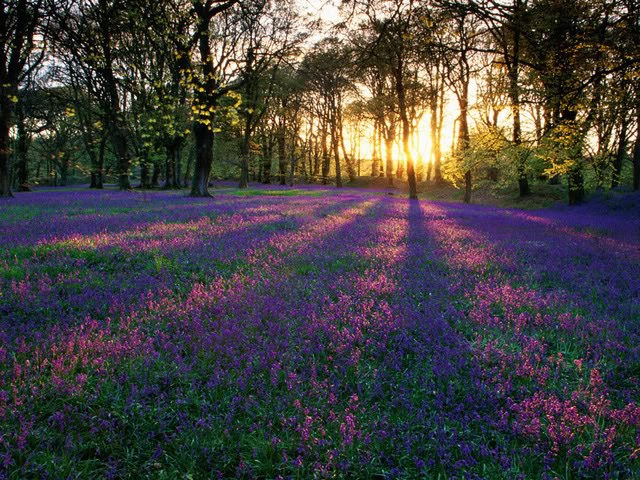 twilight+meadow.jpg