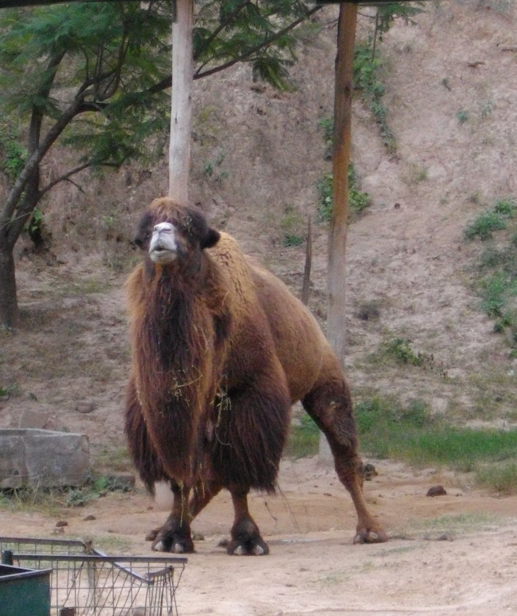 La errabunda: Zoológicos, buenas y malas noticias