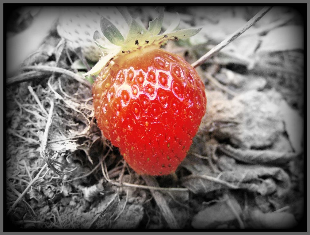 [strawberrysmaller.jpg]