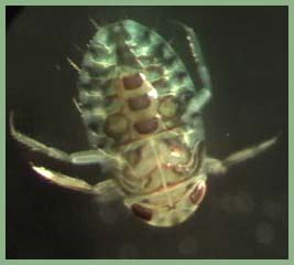 Wkd 03 Saijiki Of All Categories Beetles In All Seasons