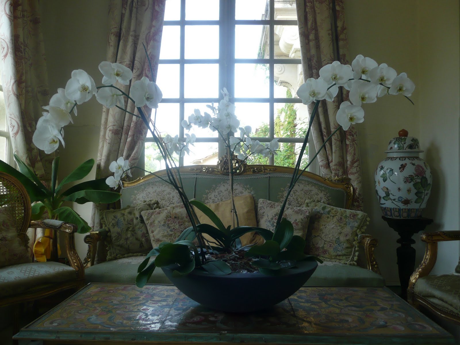 [orchids.jpg]