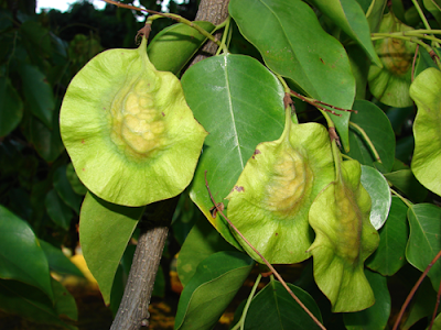 FLOWERING TREES: Angsana / Pterocarpus indicus