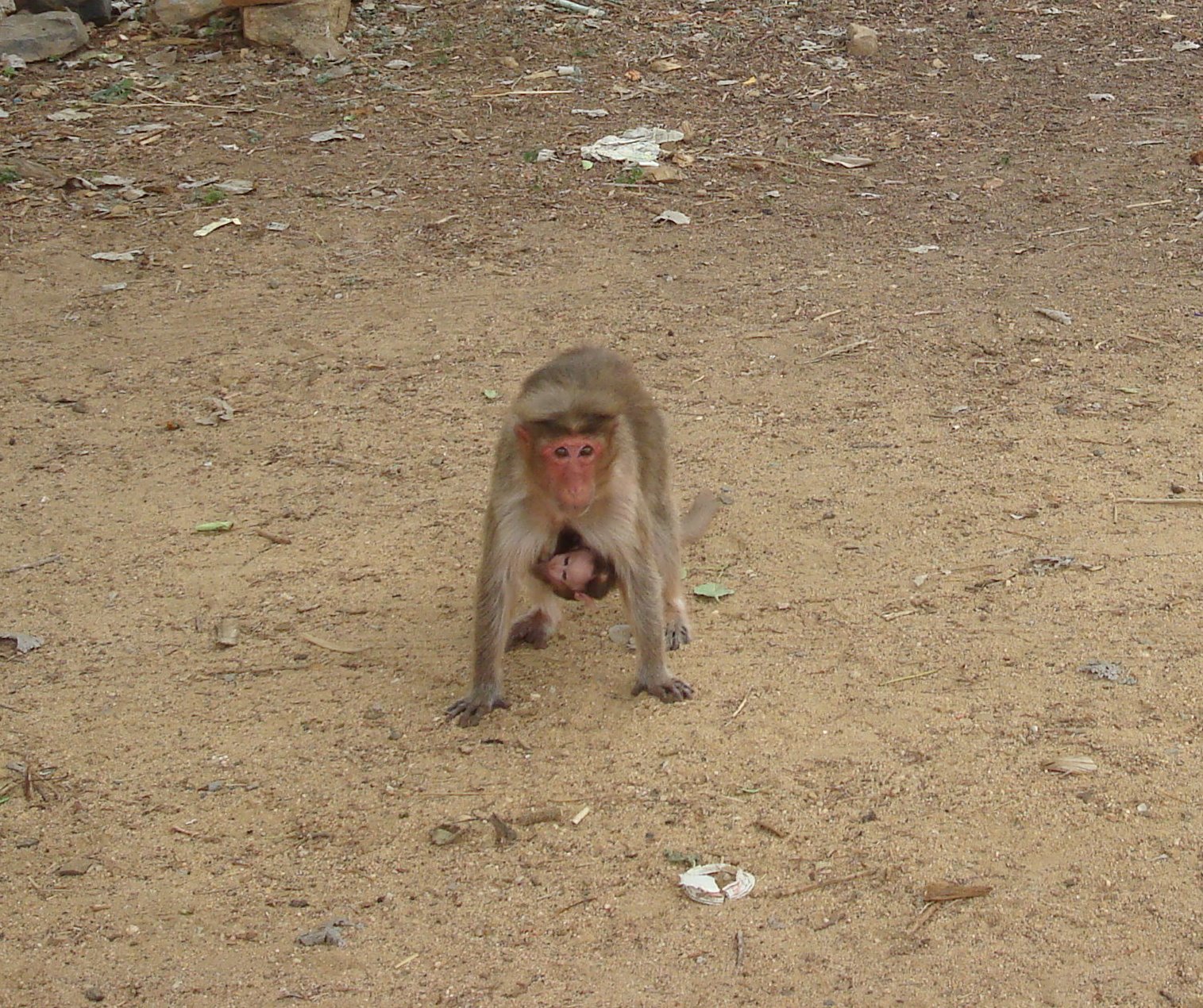 [kaidalaandshibi+052-2.jpg]