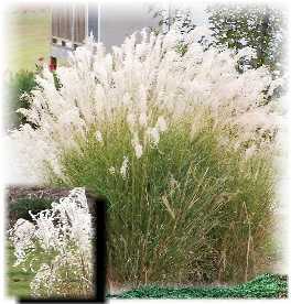 ornamental grass grasses drought tolerant landscaping maiden shrubs name plants garden decorative ralph edge stripe miscanthus gracillimus south perennial