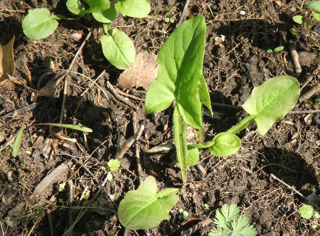 Ohio Birds and Biodiversity Nodding Rattlesnakeroot