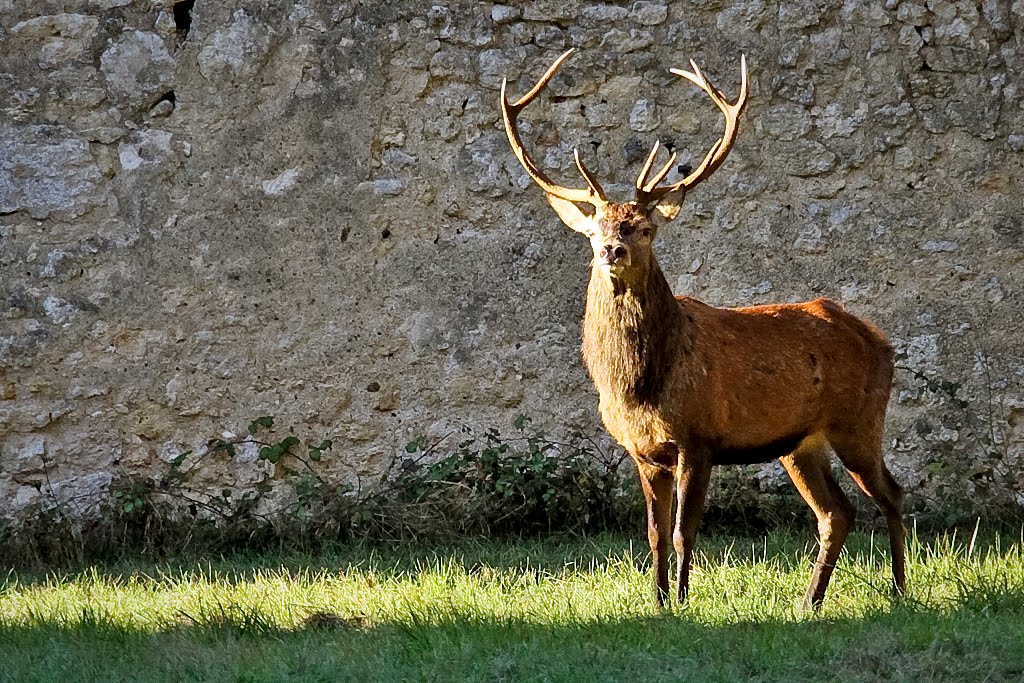 dididou fr coloriage animaux zoo zoo24