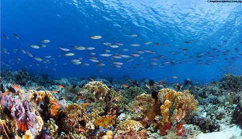 Pemandangan indah bawah laut pulau komodo Pemandangan indah bawah laut pulau komodo