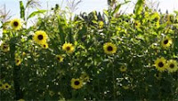 great sunflower project