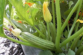 Romanesco Zucchini Squash in Northwest