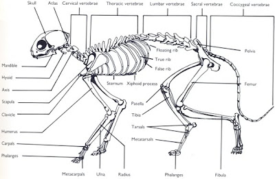 DOKTER HEWAN  Anatomi kucing