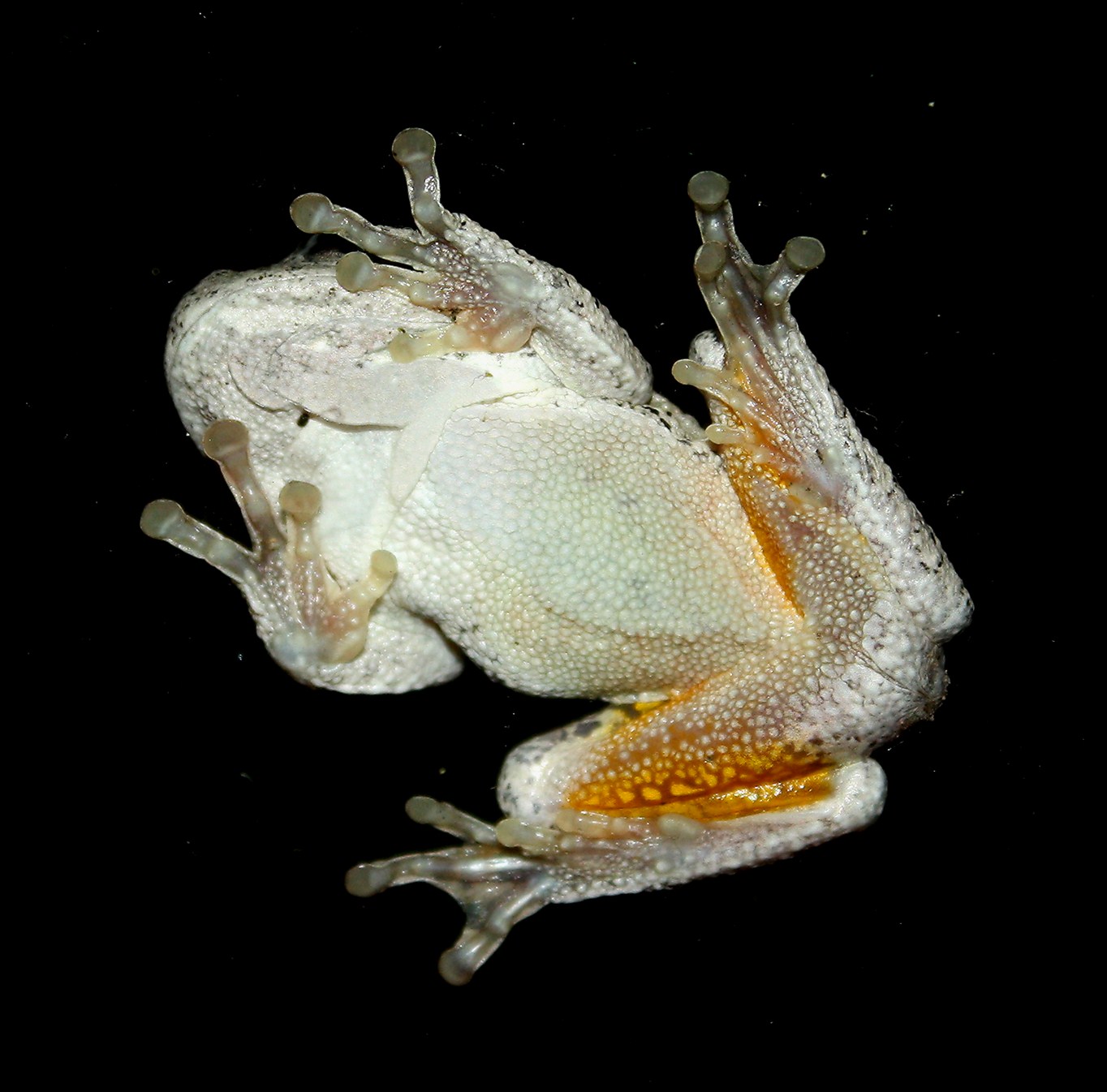 View from Federal Twist: Tree frog on window