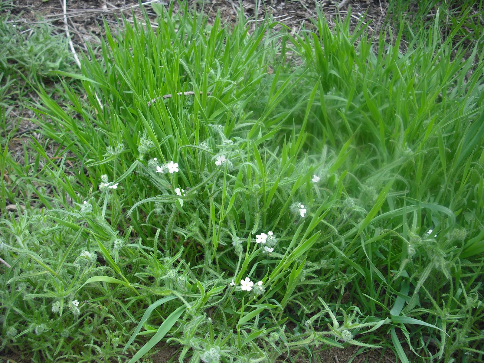 California Horticulture California Popcorn Flower