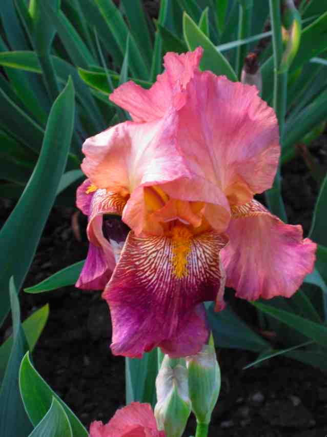 Béatrice De Les iris roses du jardin du château de Vullierens.
