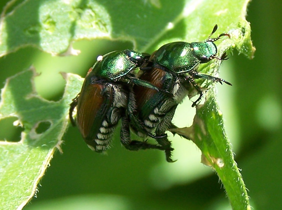 [japanese-beetle.jpg]