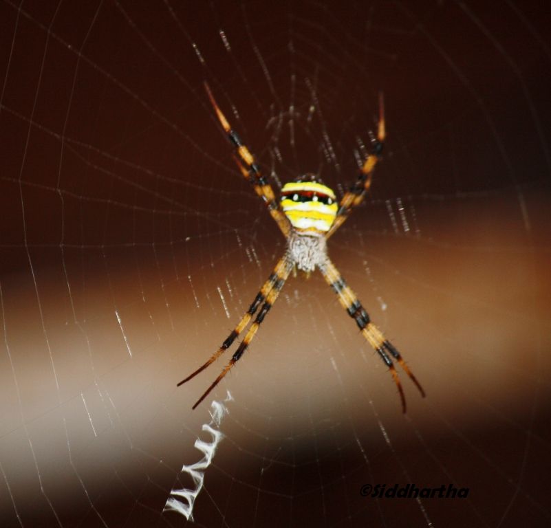 Simply Siddhartha: Insect Life in Dandeli- Anshi Tiger Reserve.