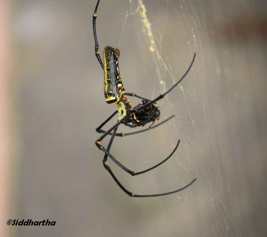 Simply Siddhartha: Insect Life in Dandeli- Anshi Tiger Reserve.