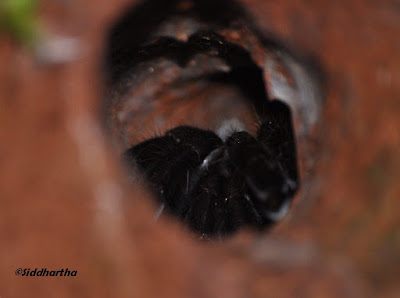 Simply Siddhartha: Insect Life in Dandeli- Anshi Tiger Reserve.