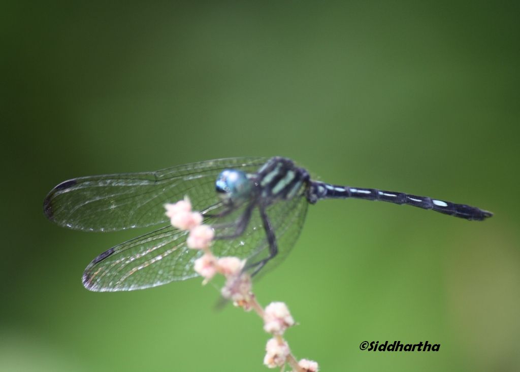 Simply Siddhartha: Insect Life in Dandeli- Anshi Tiger Reserve.