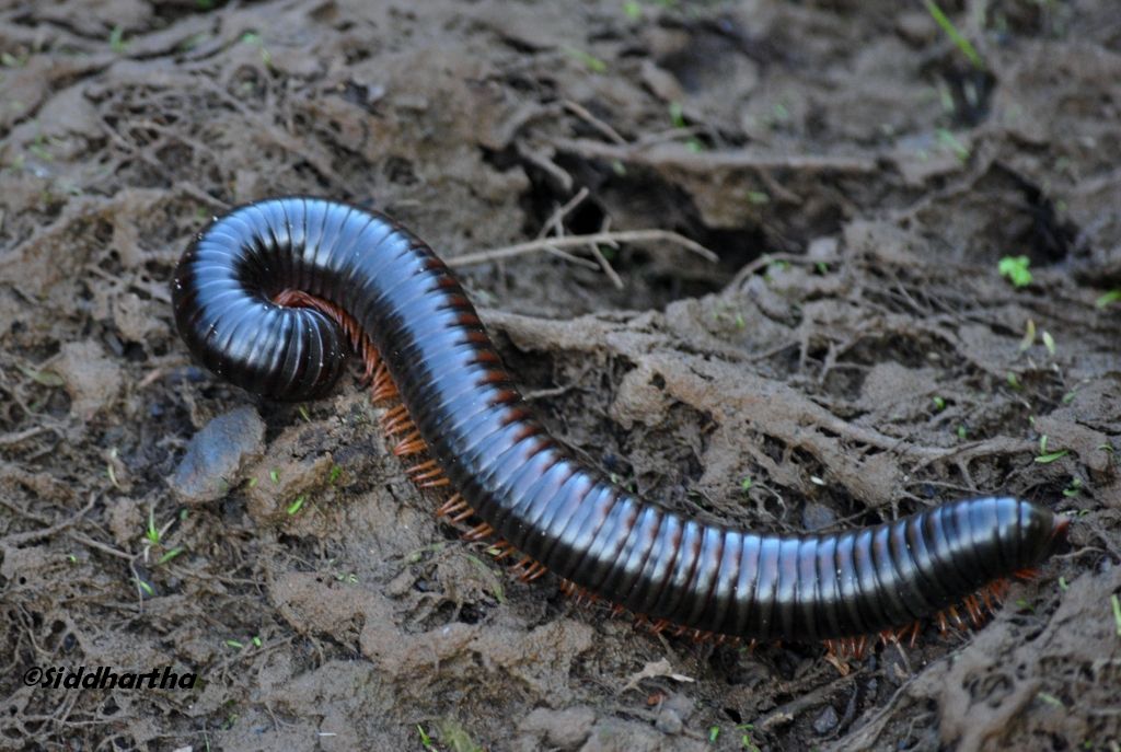 Simply Siddhartha: Insect Life in Dandeli- Anshi Tiger Reserve.