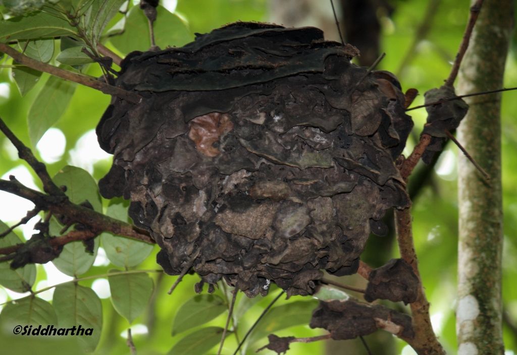 Simply Siddhartha: Insect Life in Dandeli- Anshi Tiger Reserve.