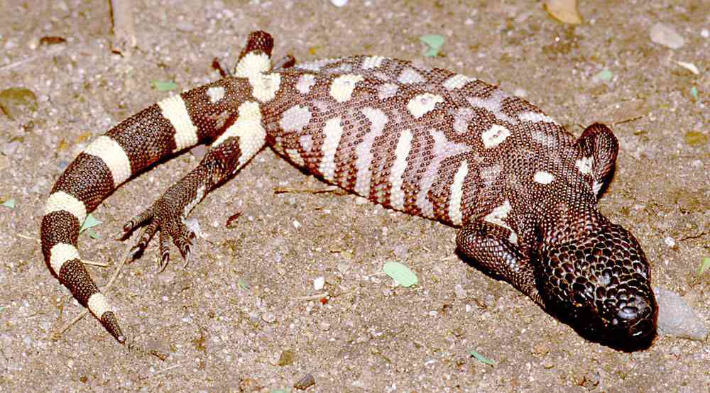animal-picture-beaded-lizard