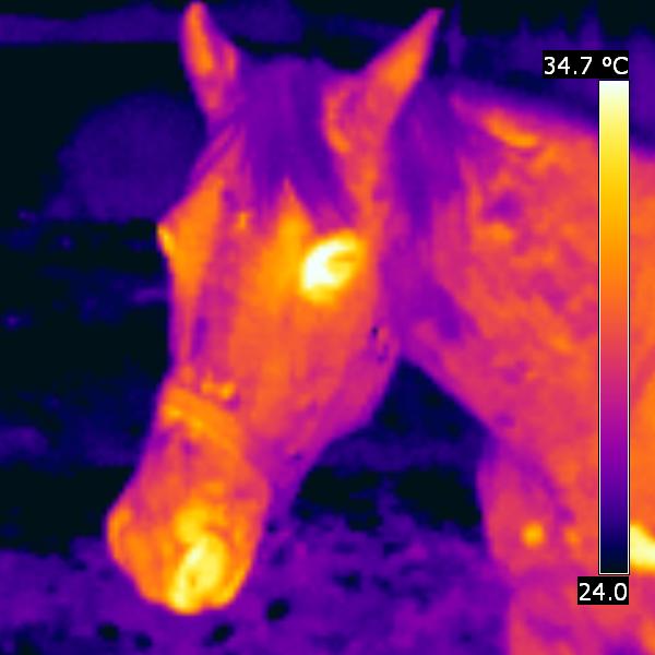 Equine Infrared Pictures Fluke the horse... Advanced Energy Solutions